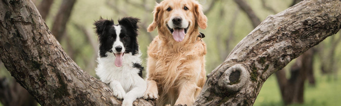 Esistono cani più intelligenti di altri?