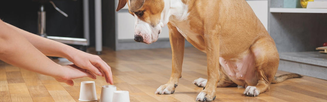 5 giochi di attivazione mentale per il cane
