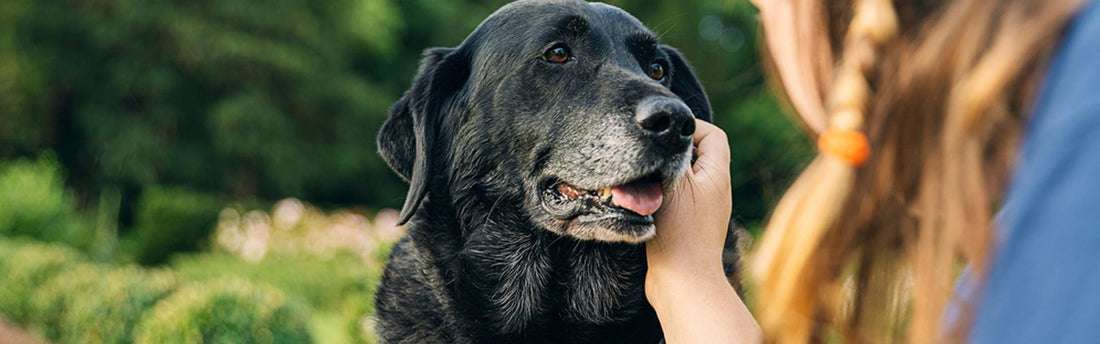 Il cane può soffrire di demenza senile?