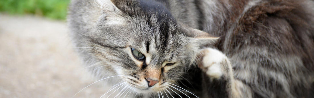 I gatti possono prendere le pulci in casa?