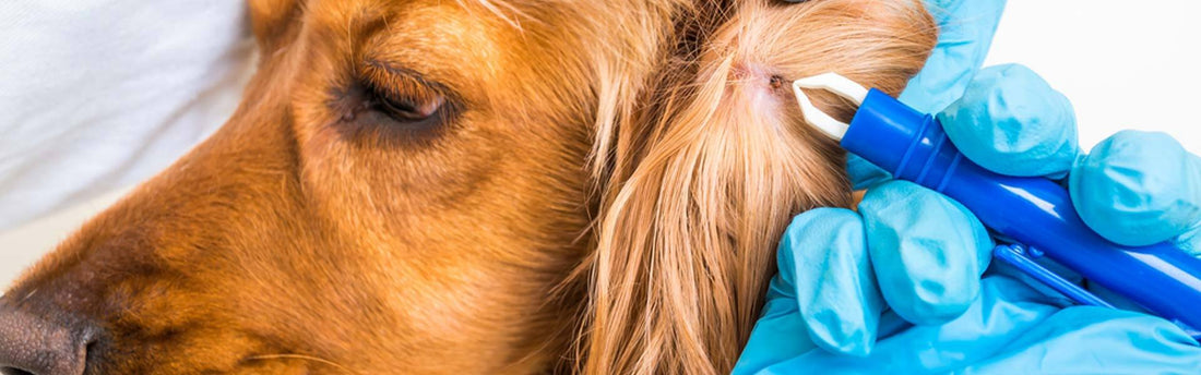 Che cos’è e come si manifesta la malattia di Lyme nel cane?
