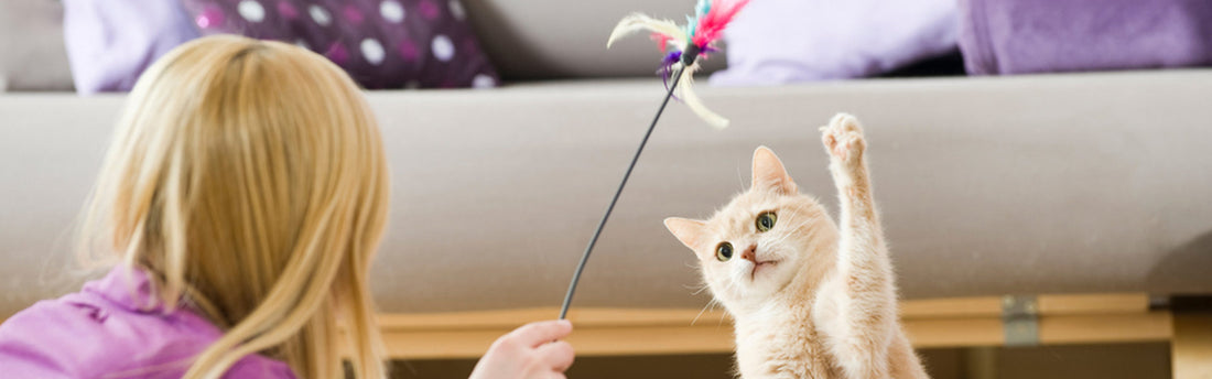 5 giochi di intelligenza per il gatto