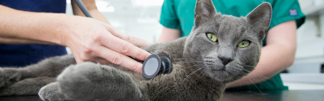 L’importanza del check up completo dal veterinario