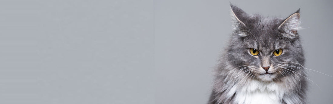 Comportamento del gatto non sterilizzato: cosa cambia?