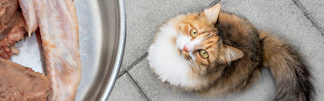 Come rinforzare il sistema immunitario del gatto