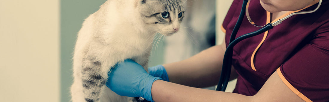 Sai riconoscere un problema cardiaco nel tuo gatto?