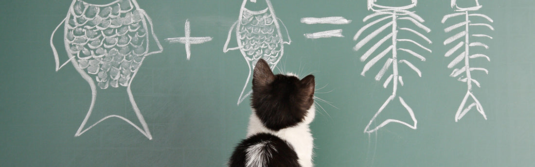 Sai come funziona il cervello dei gatti?