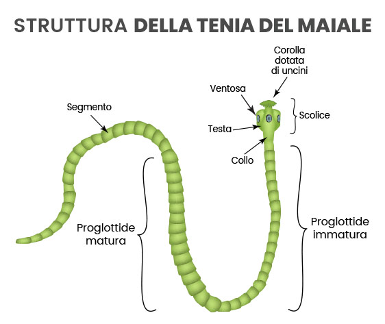 animigo-how-to-deal-with-tapeworms