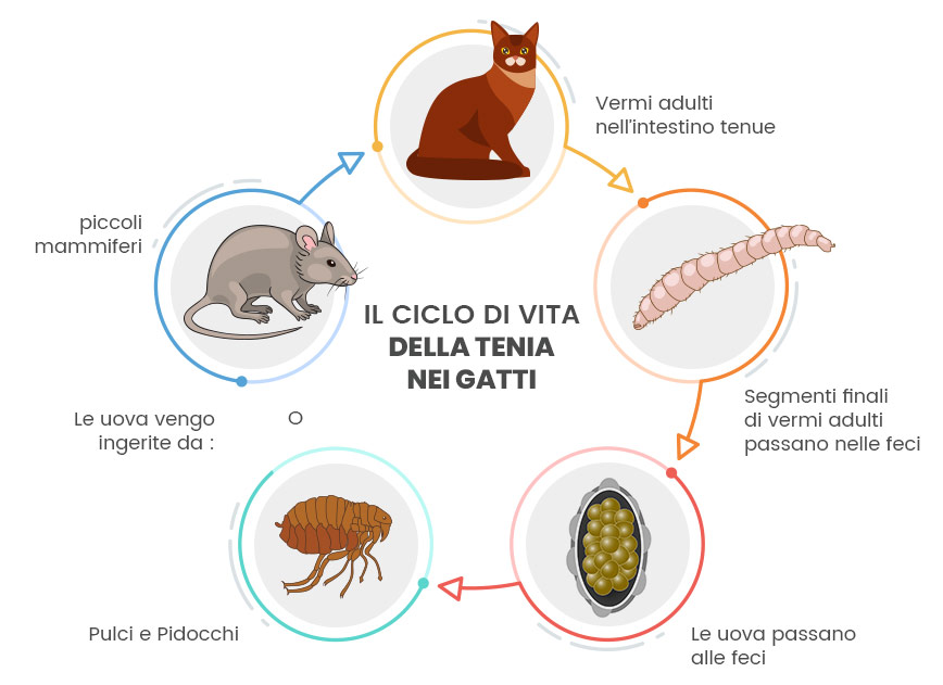 animigo-how-to-deal-with-tapeworms-in-cat-1