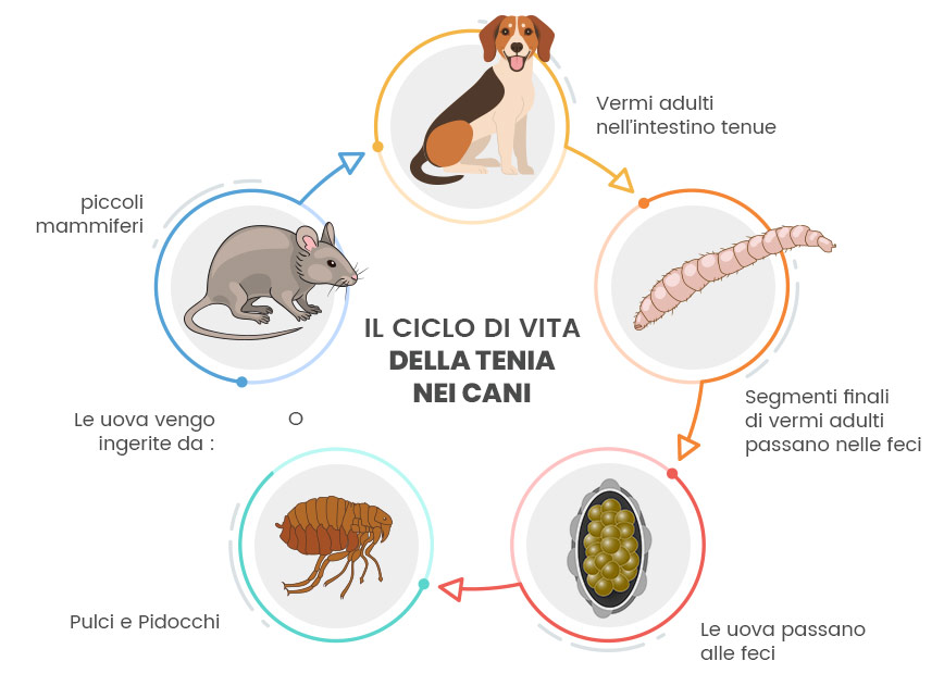 animigo-how-to-deal-with-tapeworms-in-dogs