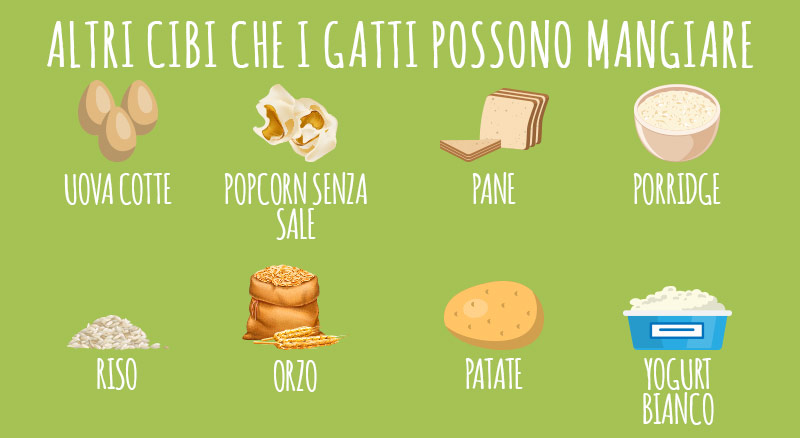 animigo-it-altri-cibi-che-i-gatti-possono-mangiare