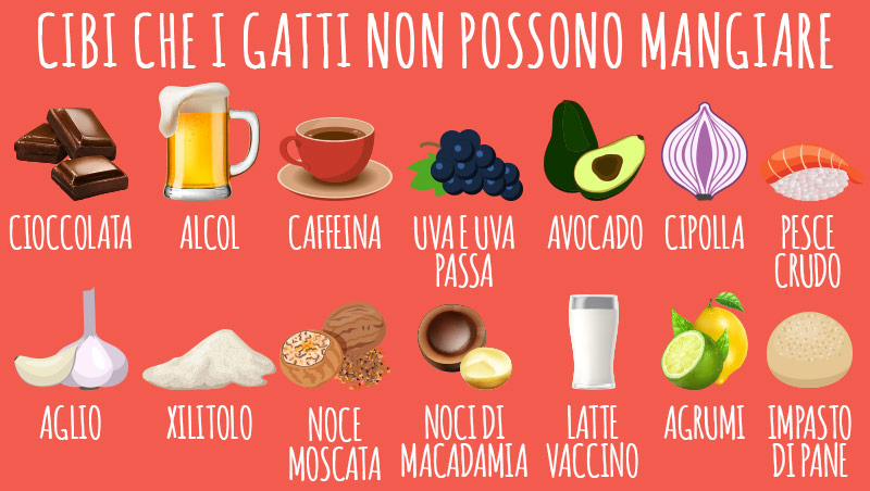 animigo-it-cibi-che-i-gatti-non-possono-mangiare-info