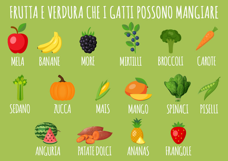 animigo-it-frutta-e-verdura-che-i-gatti-possono-mangiare