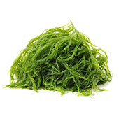 Alga Marina Alga Marina