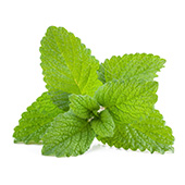 Olio di Menta Piperita Olio di Menta Piperita