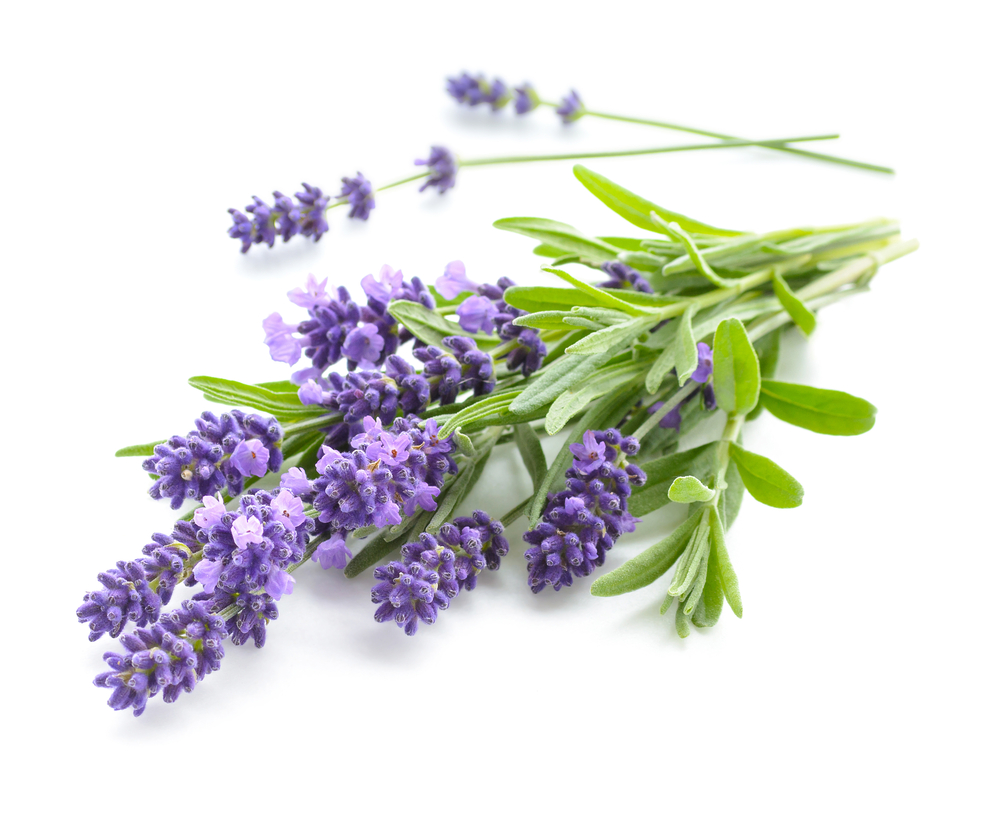 Lavanda Lavanda
