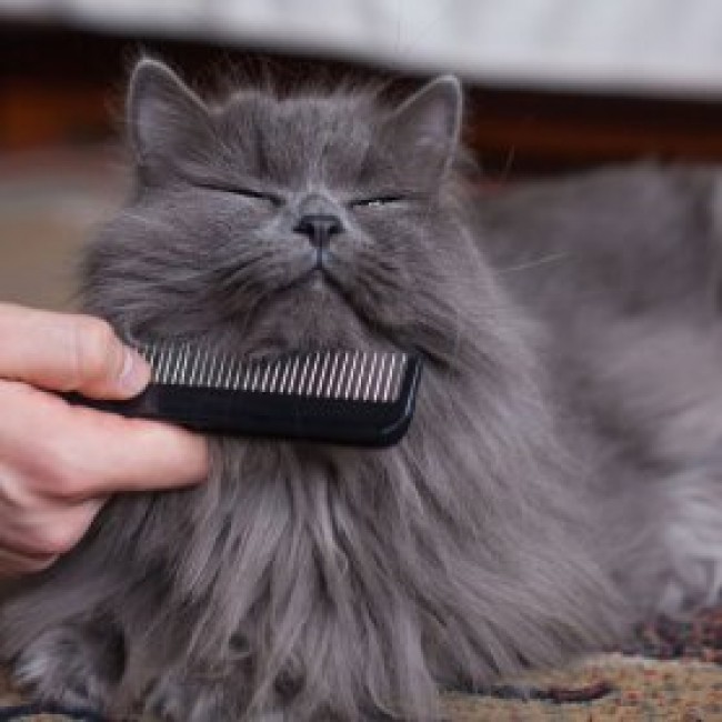 Come pulire correttamente le orecchie dei gatti Animigo