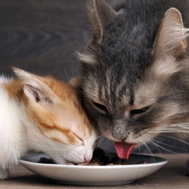 Cosa Possono Mangiare i Gatti e Cosa No