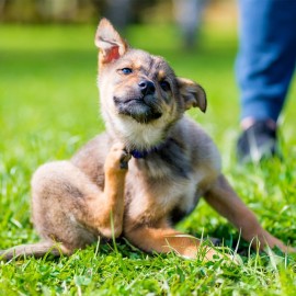 Il mio cane ha una reazione allergica?