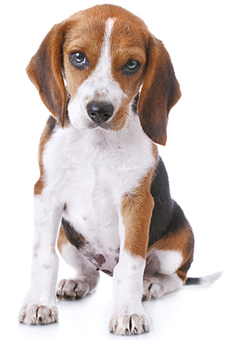 Contrastare i problemi alla tiroide nei cani