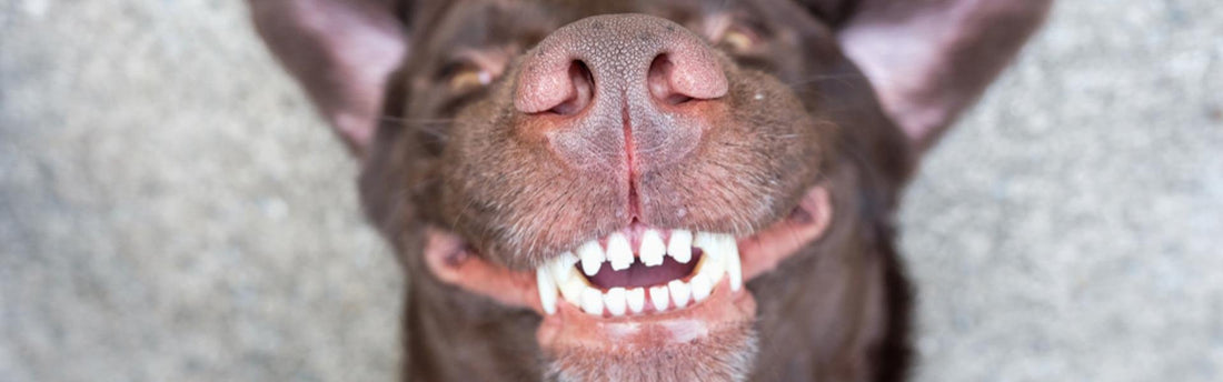 Come si sviluppa la dentizione nel cane?