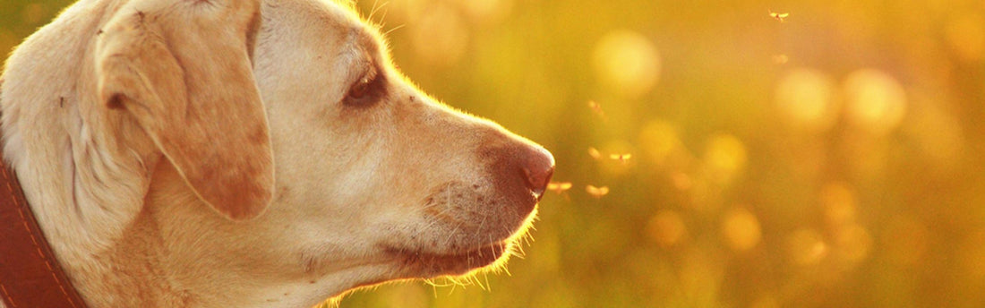 Che cos’è la filaria nel cane?