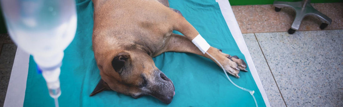 Pancreatite nel cane: sintomi, diagnosi e cura