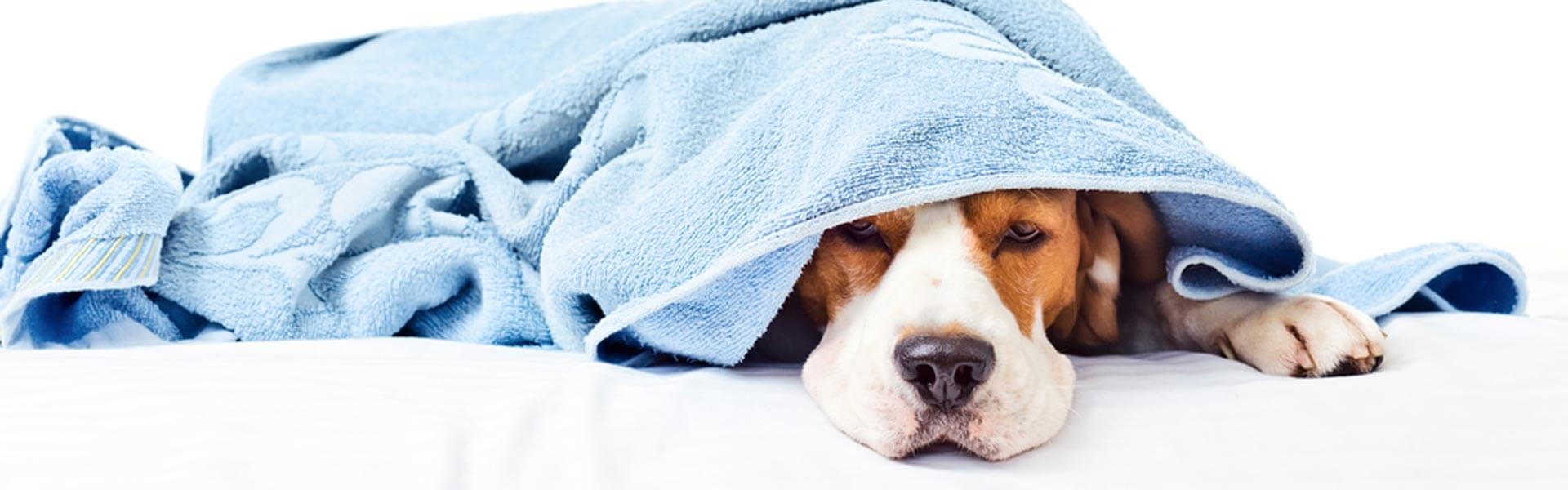 Sintomi e cause dell’ipotiroidismo nel cane