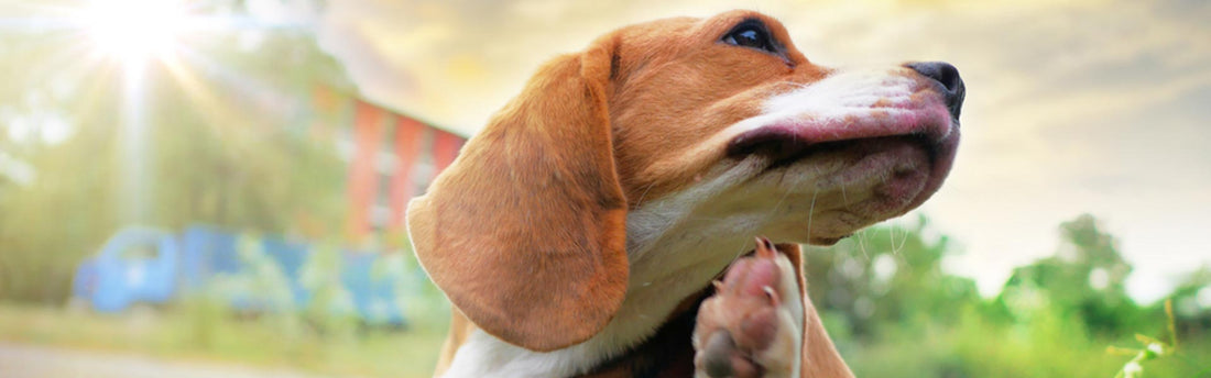 Seborrea nel cane: sintomi e cause