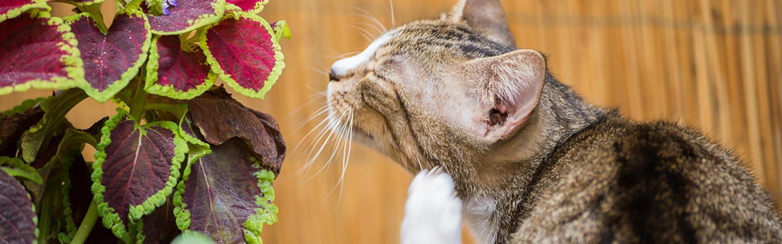 Che cos’è la dermatite da pulci nel gatto?