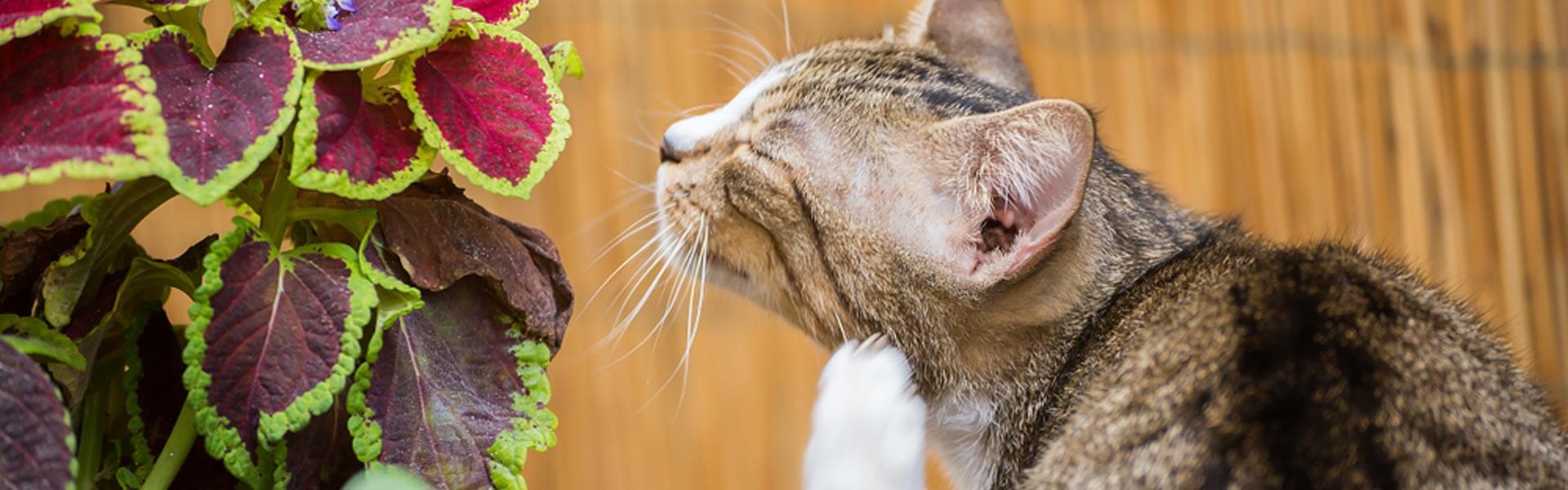 Che cos’è la dermatite da pulci nel gatto?