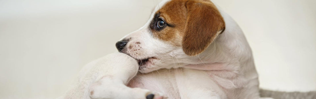 Come riconoscere la dermatite da pulci nel cane