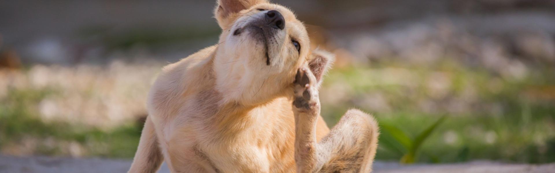 Perché è importante proteggere il cane da pulci e zecche?