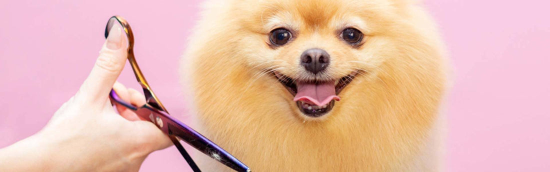 Pelo del cane, come prendersene cura