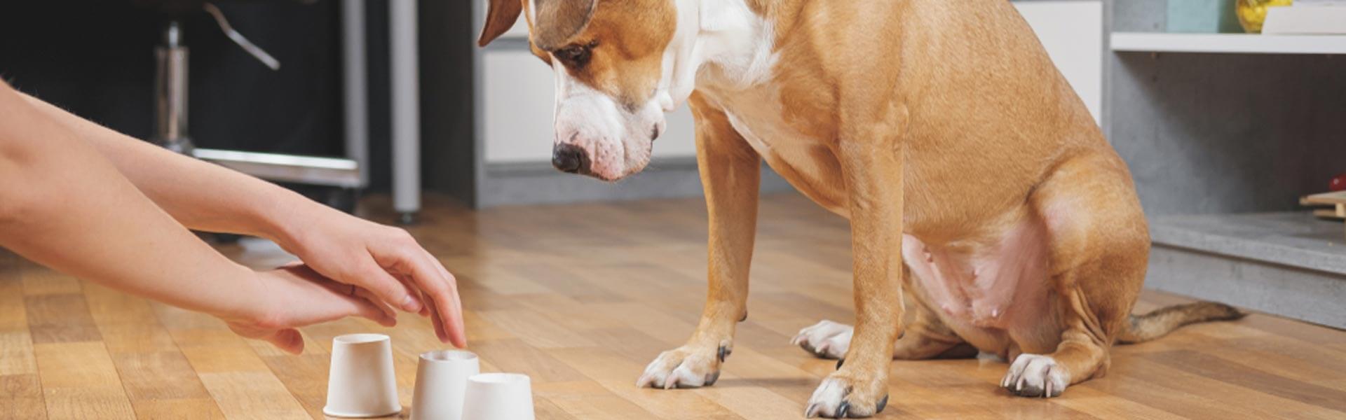 5 giochi di attivazione mentale per il cane