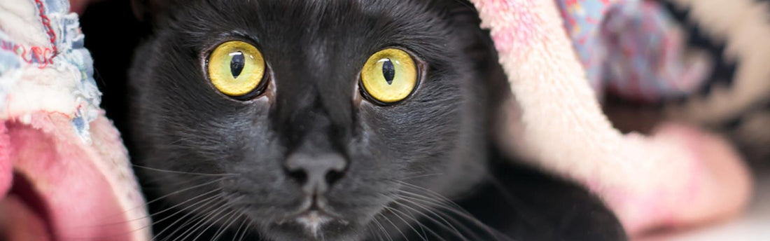 5 comportamenti del gatto stressato