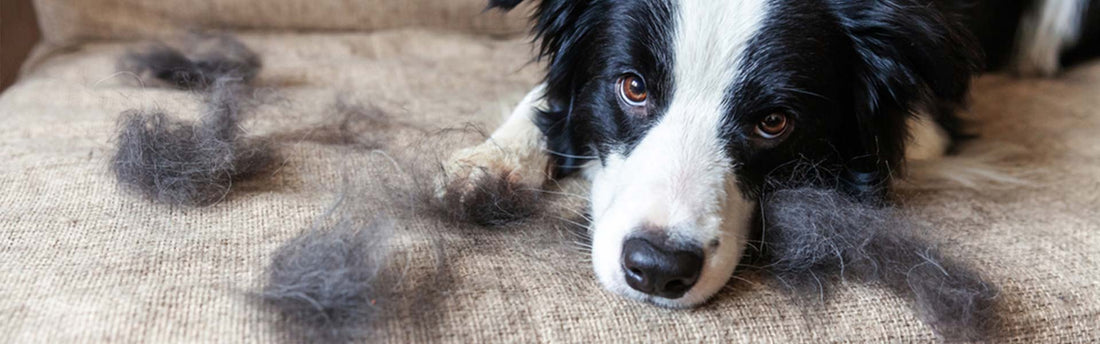 Perché il mio cane perde troppo pelo?