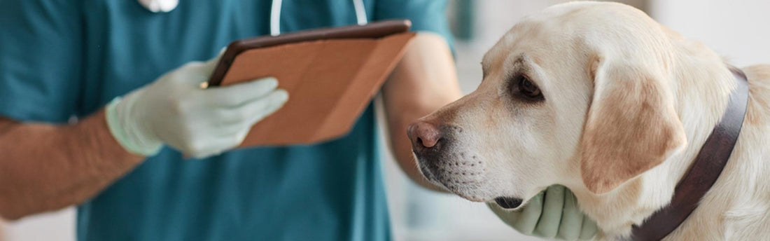 Sintomi neurologici preoccupanti nel cane