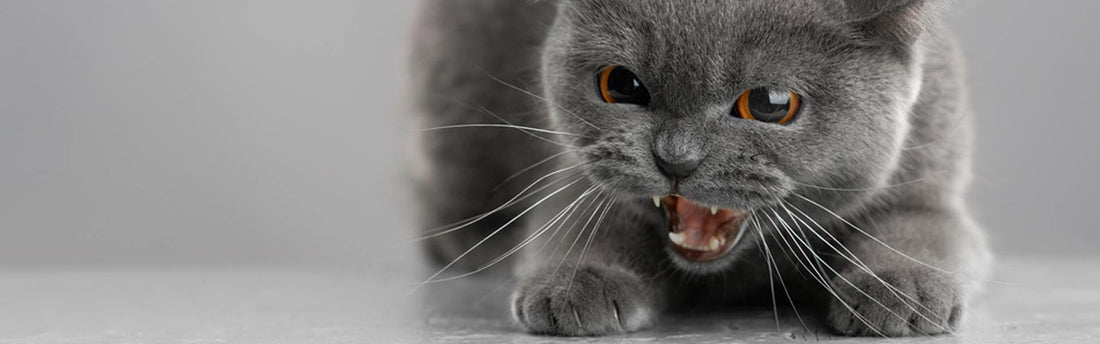 Come gestire un gatto aggressivo