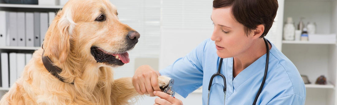 Tagliare le unghie al cane in modo sicuro