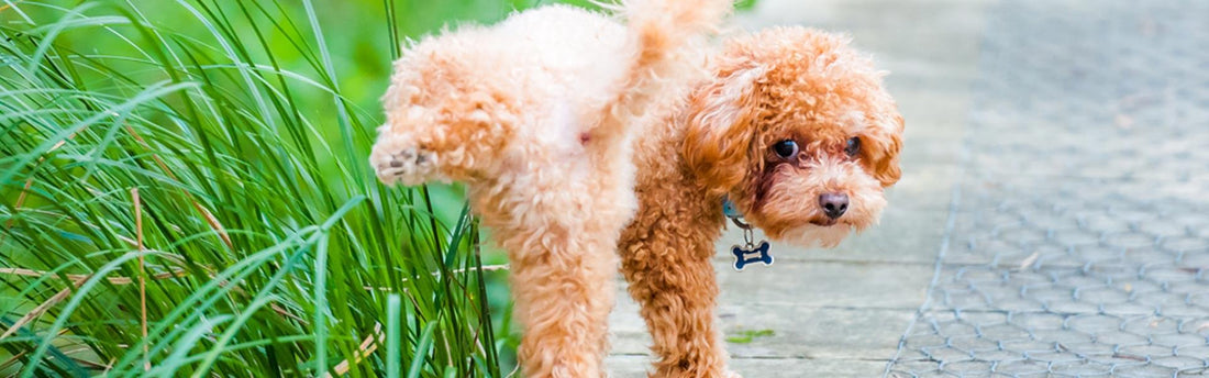 Sintomi e cura della cistite nel cane