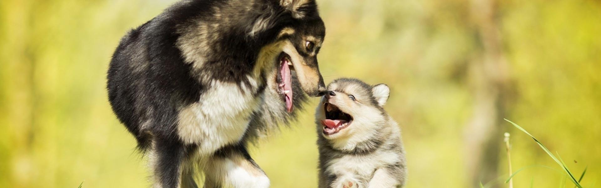 L’importanza del sistema immunitario per i cuccioli di cane