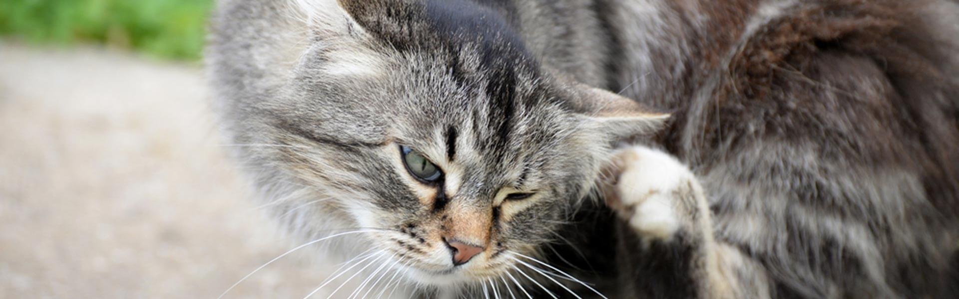 I gatti possono prendere le pulci in casa?