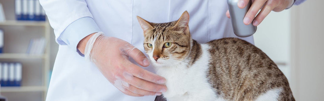 Quali malattie possono trasmettere le pulci nel gatto?