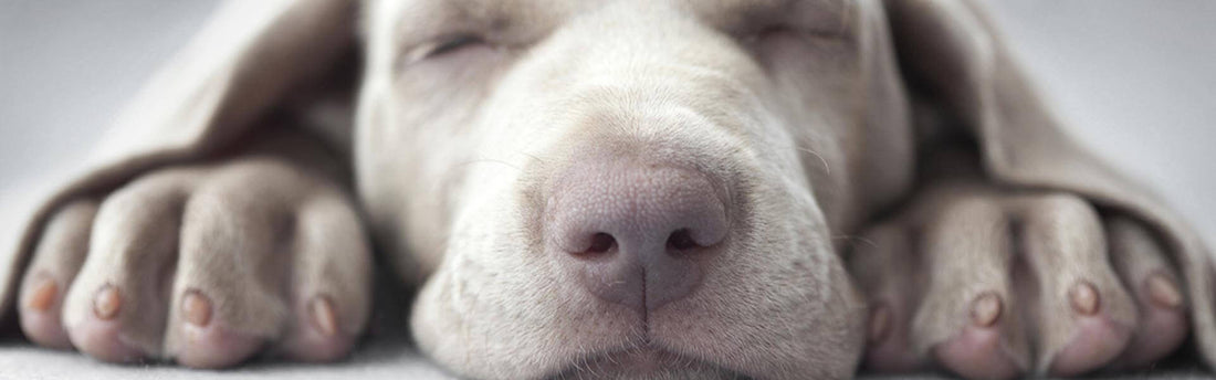 Ipercheratosi nel cane: come prevenirla
