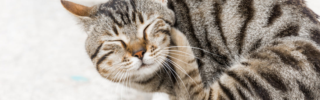 La dermatite nel gatto: sintomi e cause