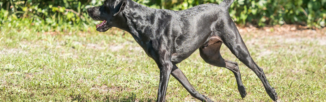 Come riconoscere e curare la displasia nel cane