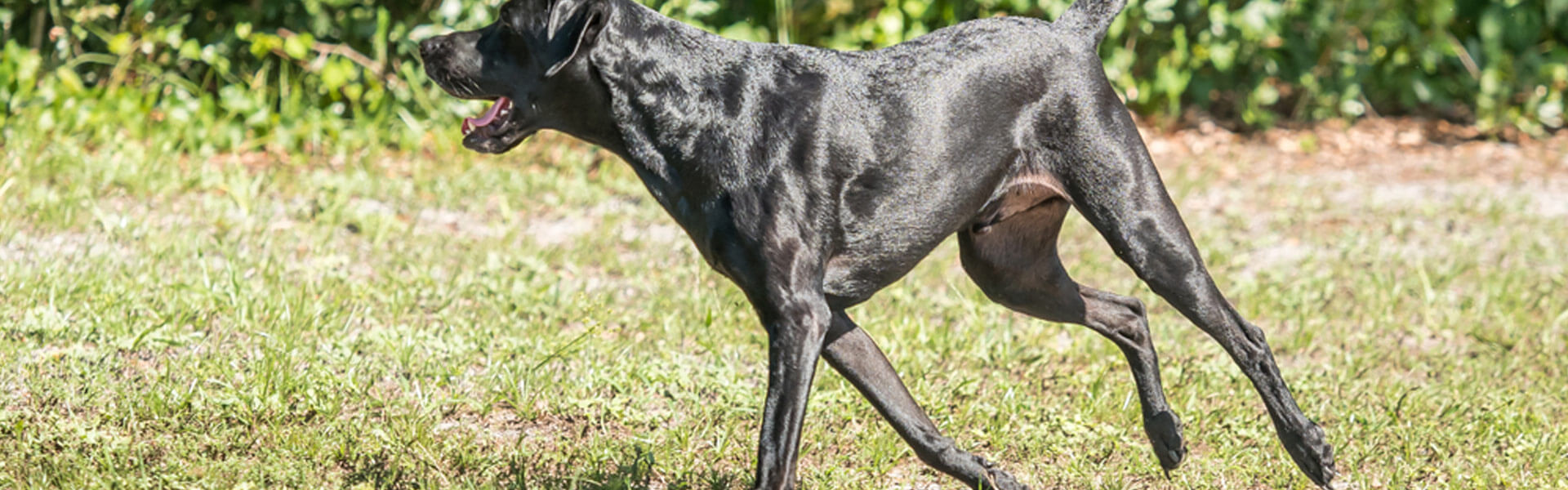 Come riconoscere e curare la displasia nel cane