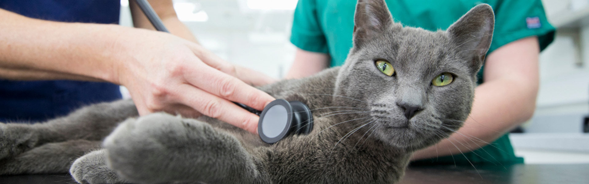 L’importanza del check up completo dal veterinario