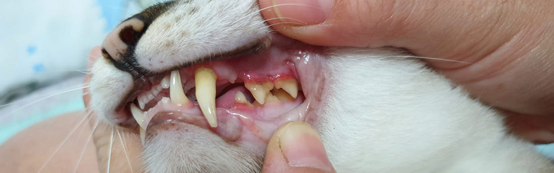 Gengive infiammate nel gatto? Potrebbe essere stomatite